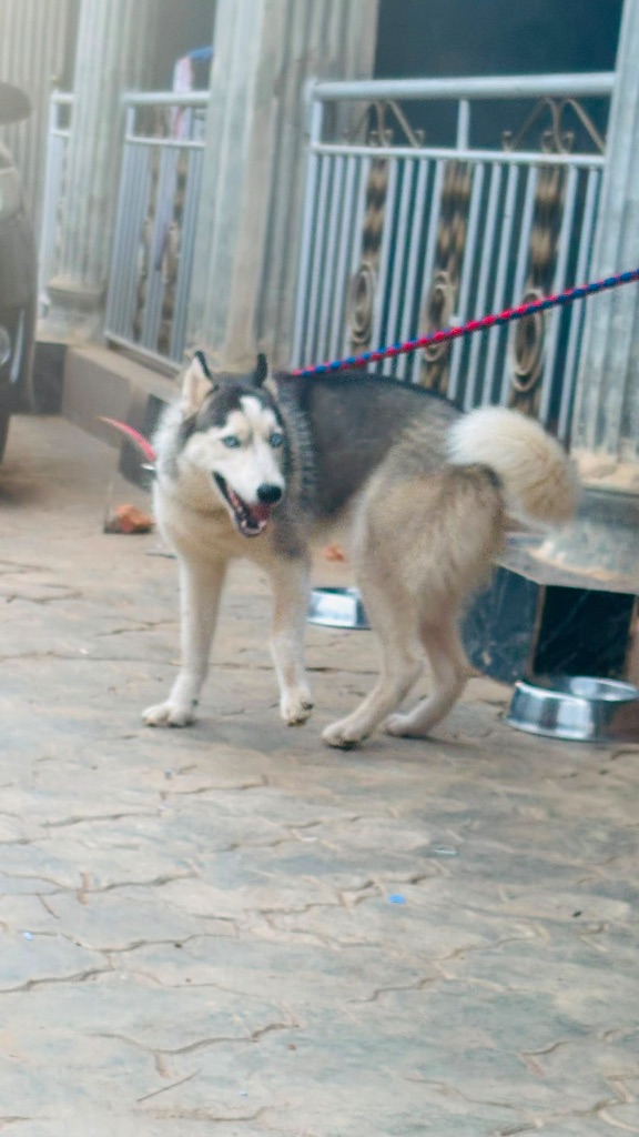 Female Siberian Husky Dog, Blue Eyes, Leash Included